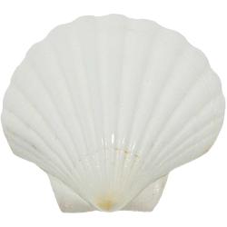 Coquillage pecten maximus blanc poli - 9 &agrave; 12 cm - Lot de 2