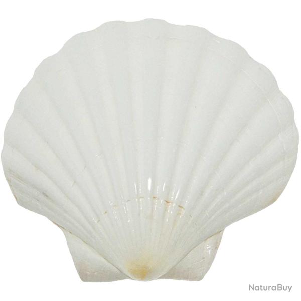 Coquillage pecten maximus blanc poli - 10 � 12 cm - Lot de 2