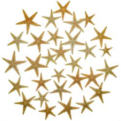 Etoiles de mer d&eacute;coration astropecten vappa - mini 1.5 &agrave; 2.5 cm - Lot de 50