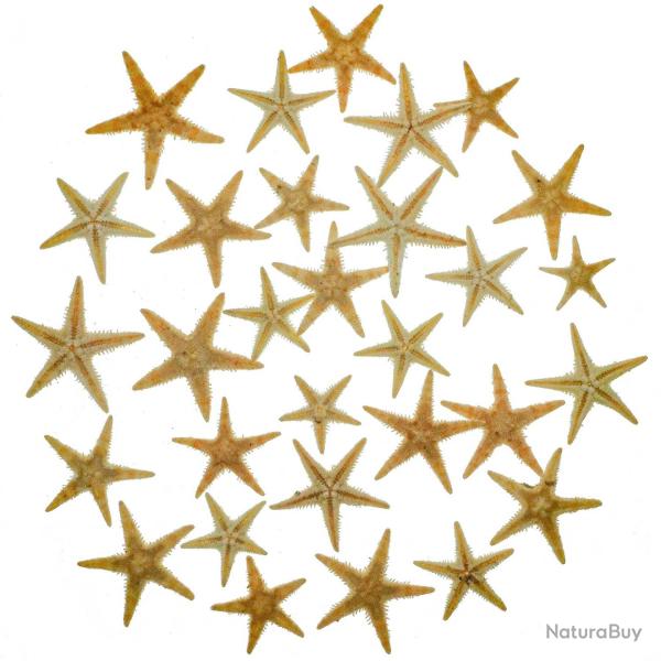 Etoiles de mer d�coration astropecten vappa - mini 1.5 � 2.5 cm - Lot de 50