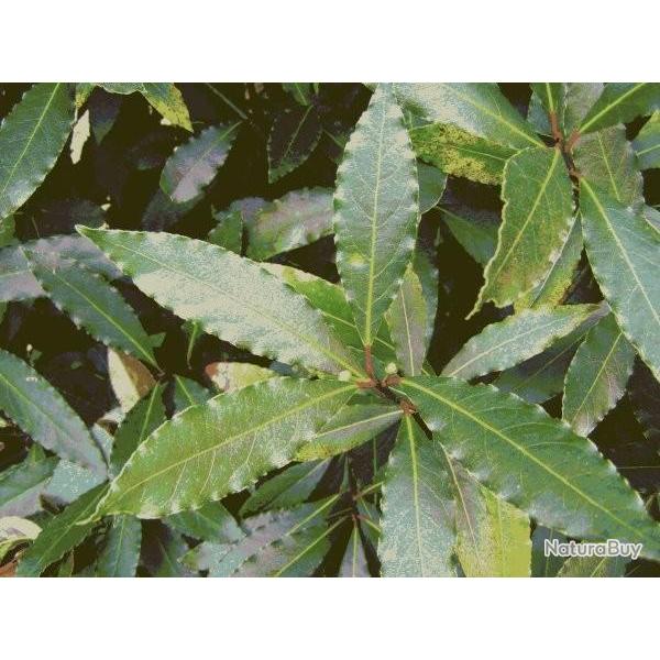 1 Laurier Sauce Jeune Plant En  pot 15/20 cm