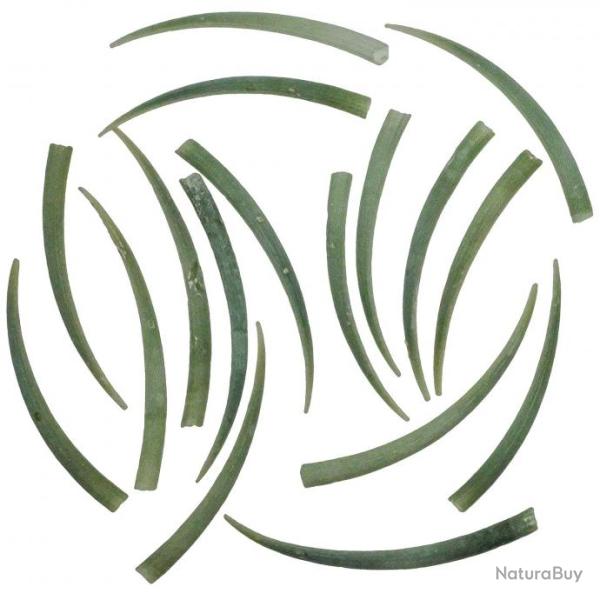 Coquillages dentalium aprinum - 7 � 9 cm - Lot de 4