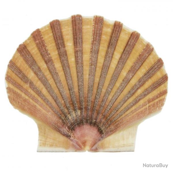 Coquillage pecten vogdesi plat - 7 � 9 cm - lot de 5
