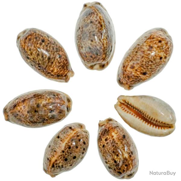 Coquillage cypraea lynx - 4 � 5 cm - Lot de 4