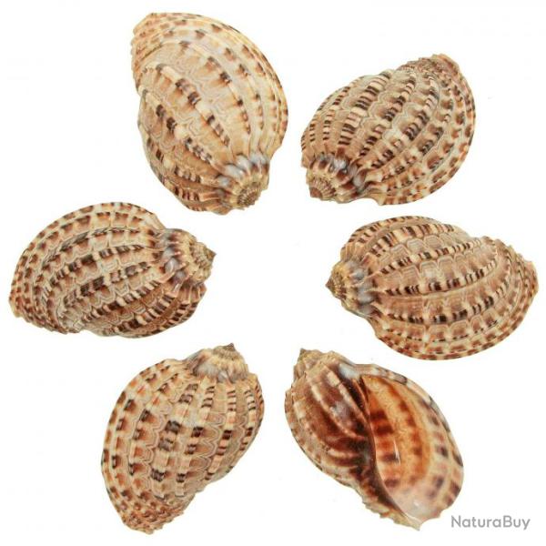 Coquillage harpa articularis - 8 � 10 cm - A l'unit�