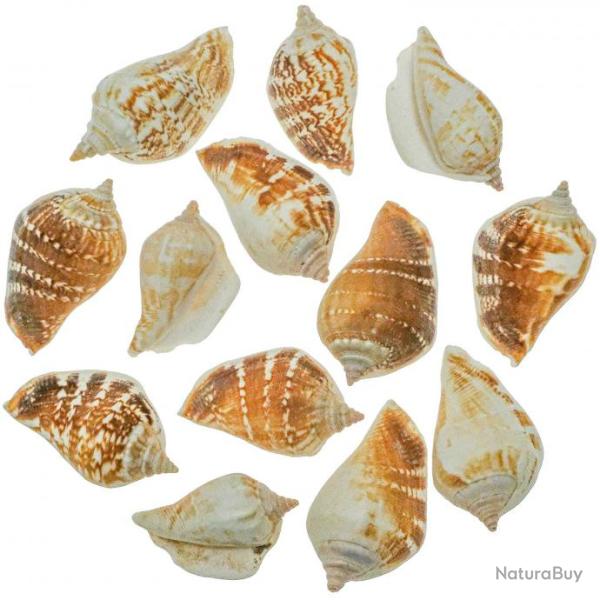 Coquillages strombus marginatus - 4 � 5 cm - 100 grammes