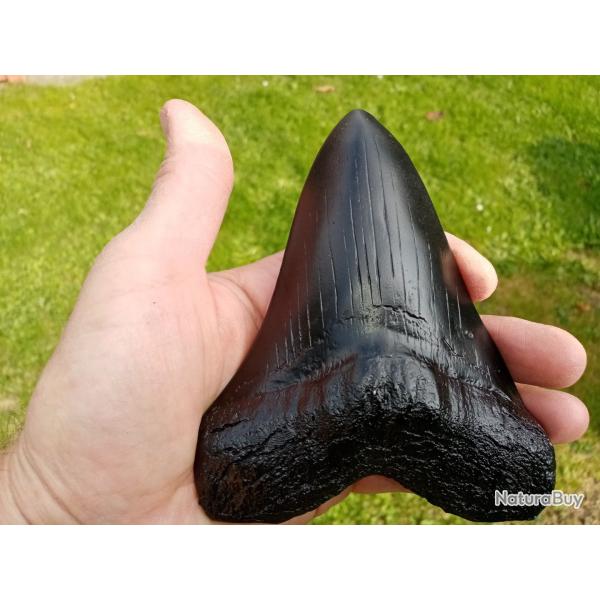 Taxidermie.Reconstitution norme dent de Mgalodon en rsine