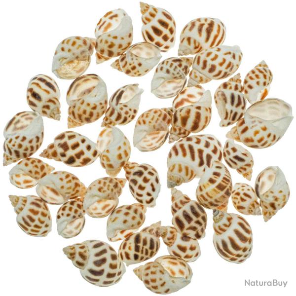 Coquillages babylonia areolata - 2 � 4 cm - 100 grammes