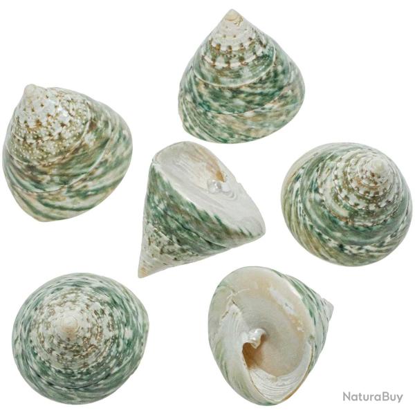 Coquillage tectus pyramis poli - 4 � 6 cm - Lot de 2