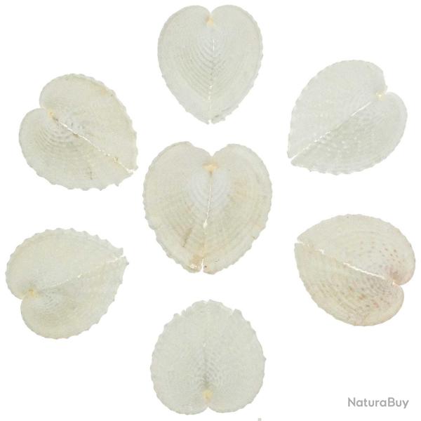 Coquillage corculum cardissa - 3 � 5 cm - Lot de 3