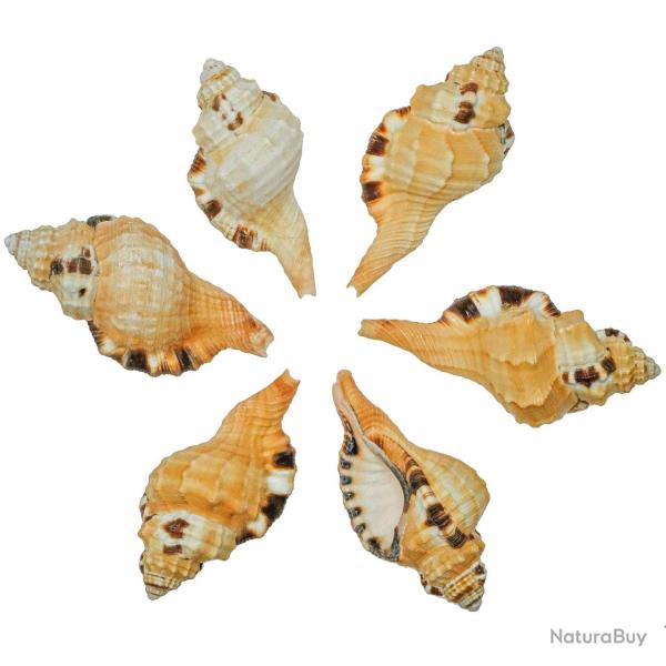 Coquillage cymatium grandimaculaum - 7 � 12 cm - Lot de 4