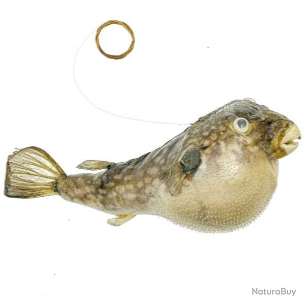 Poisson perroquet diodon naturaliss  suspendre