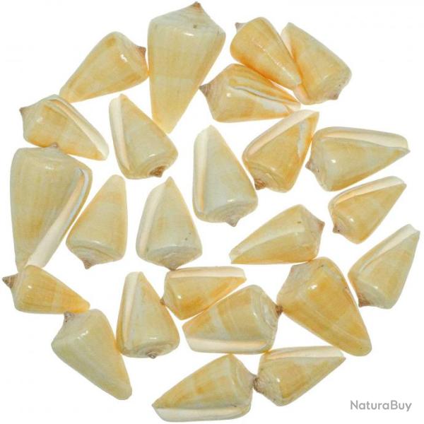 Coquillages conus quercinus polis - 3 � 7 cm - Lot de 7