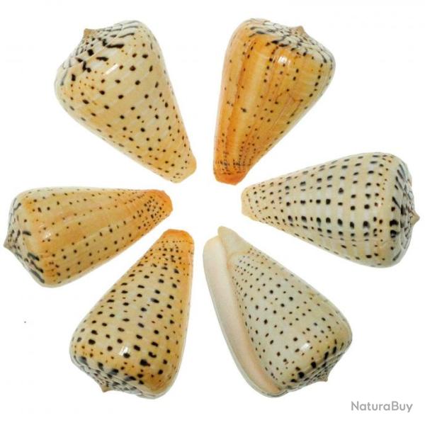 Coquillages conus betulinus polis - 7 � 9 cm - Lot de 2