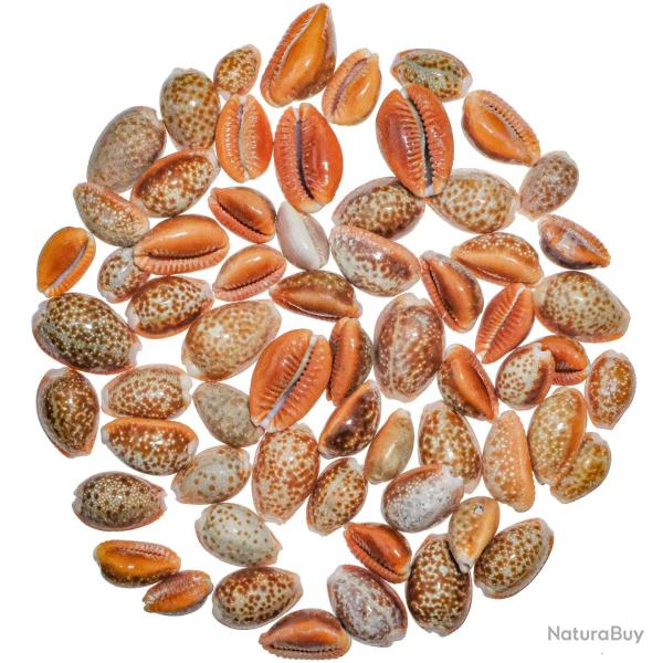 Coquillage cypraea helvola - 1.5 � 2.5 cm - 100 grammes