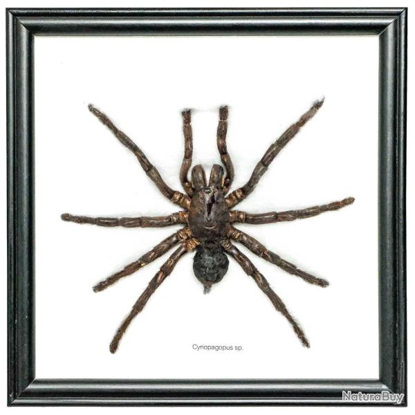 Cadre 20 x 20 cm araign�e cyriopagopus v�ritable naturalis�e
