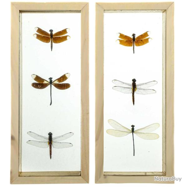 Cadre vitr� transparent 11 x 26 cm avec 3 libellules v�ritables naturalis�es - A l'unit�