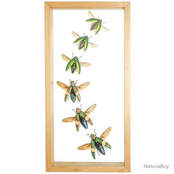 Cadre vitr� transparent 18 x 35 cm avec 6 col�opt�res v�ritables naturalis�s