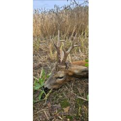 Chasse au brocard en Pologne - r&eacute;gion d'Olawa - bon territoire &agrave; l'approche