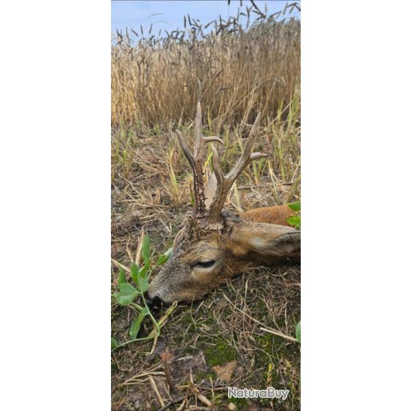 Chasse au brocard en Pologne - r�gion d'Olawa - bon territoire � l'approche