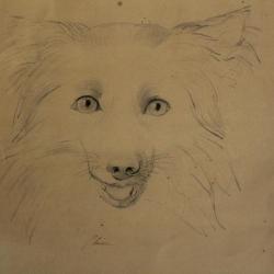 Dessin original Chien Spitz