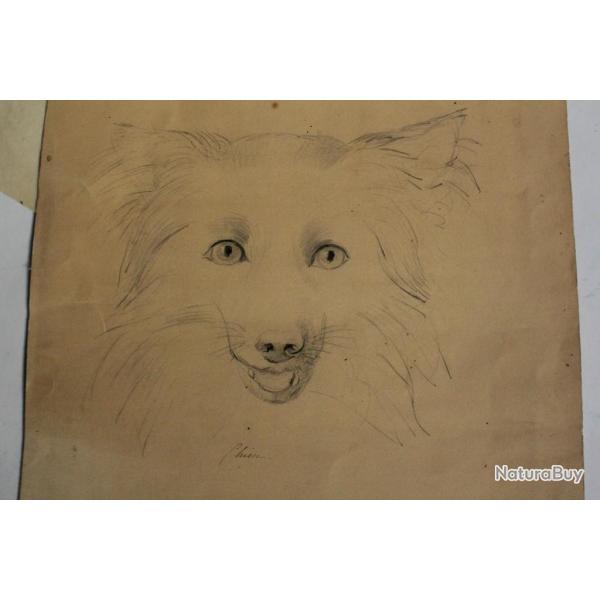 Dessin original Chien Spitz