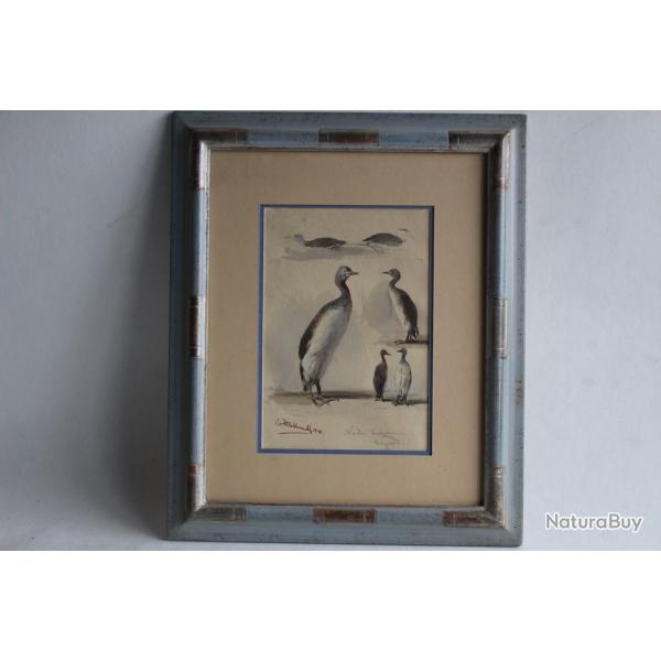 Aquarelle Oiseau lac Peintre animalier Naturaliste