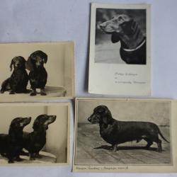 Photographies Chiens de race Teckel champions concours