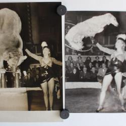 Photo cirque Annie Cordy Ours savant chien