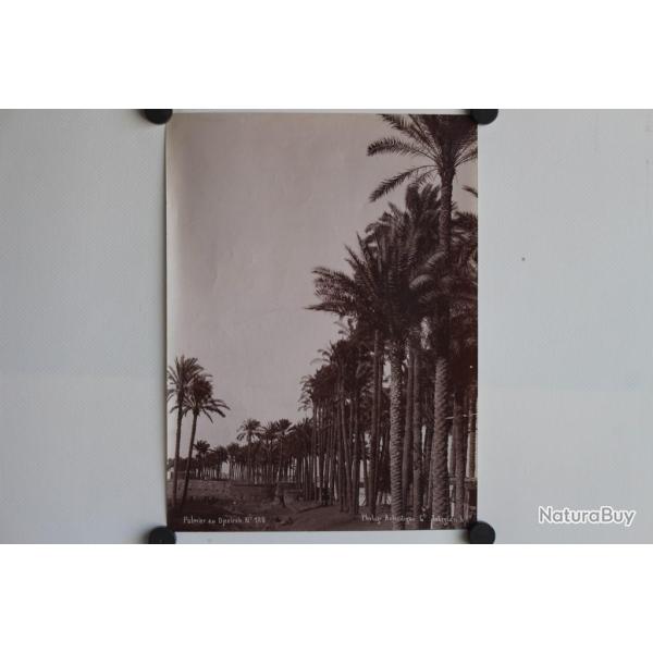 Photo orientaliste L�k�gian Le Caire Palmiers