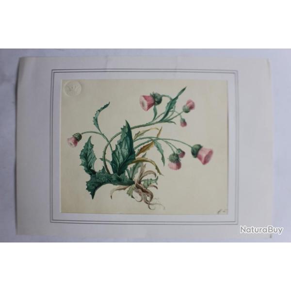 Aquarelle originale fleur chardon
