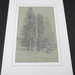 Dessin original au crayon Sapins 1873