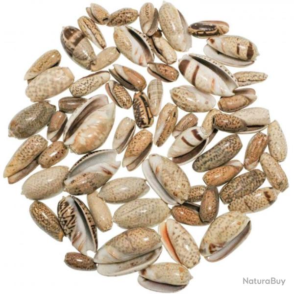 Coquillages oliva vari�s - 1.5 � 4 cm - 100 grammes