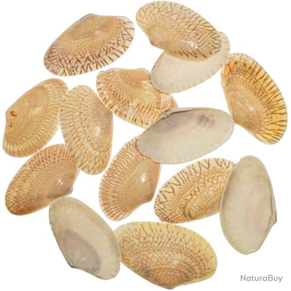 Coquillage paphia undulata - 4 � 6 cm - 100 grammes