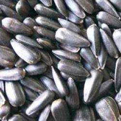 TOURNESOL NOIR 15KGS