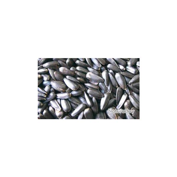 TOURNESOL NOIR 15KGS