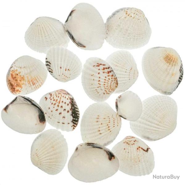 Coquillages anadara granosa - 2 � 4 cm - 100 grammes
