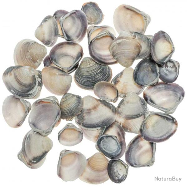 Coquillages valves mauves diverses - 1 � 3 cm - 100 grammes