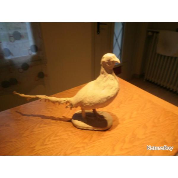 Faisan commun p�trifi�