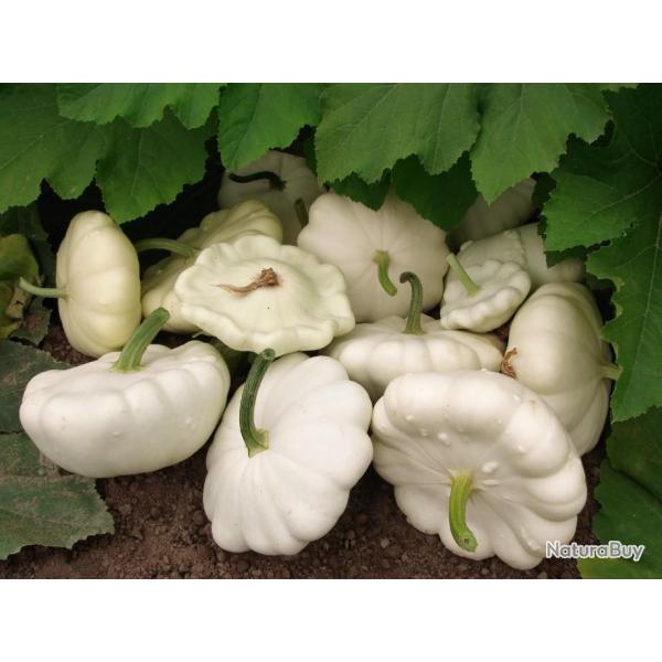Lot de 25 Graines de Courgette-Courge Patisson Blanc - Vari�t� Ancienne - Saveur d�licate