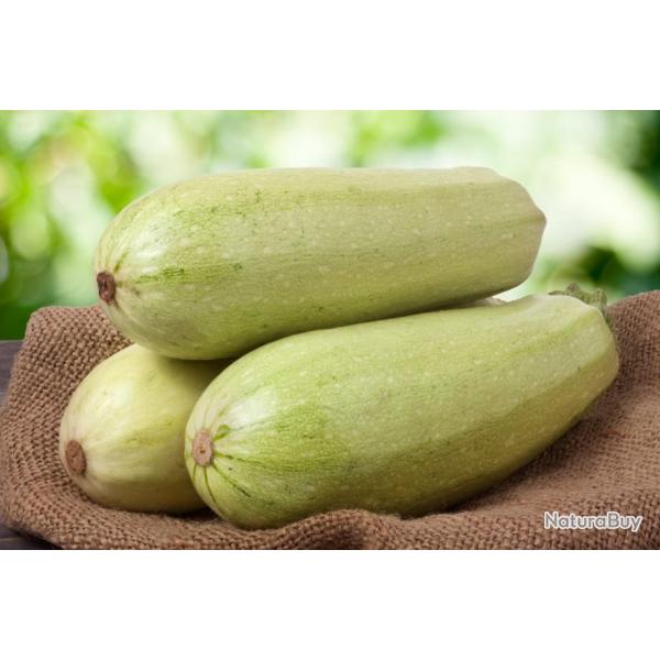 Lot de 25 Graines de Courgette-Courge White Lebanon - Vari�t� non Coureuse Tr�s Ancienne d'Origine