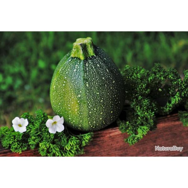 Lot de 25 Graines de Courgette-Courge De Nice A Fruit Rond - vari�t� non coureuse, h�tive