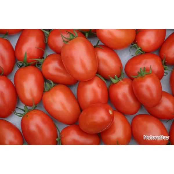Lot de 100 Graines de Tomate Roma - Vari�t� Vigoureuse et Productive - Chair Ferme & Douce