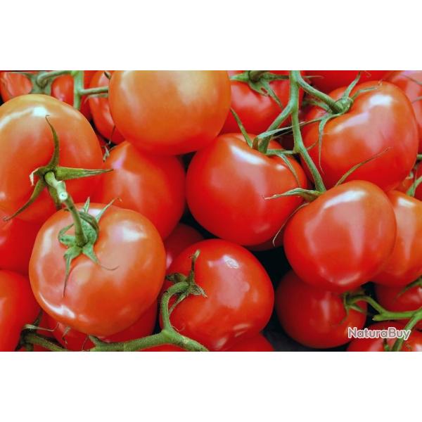 Lot de 100 Graines de Tomate Saint Pierre - Ancienne Vari�t� Ferme et Savoureuse