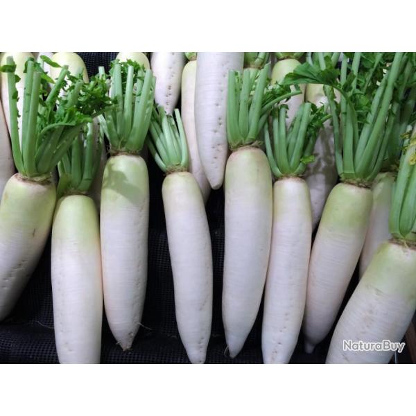 Lot de 500 Graines de Radis Rave Blanche - Longue Racine - Croquante et Savoureuse - Reproductibles