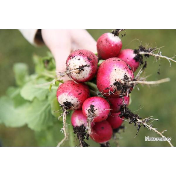 Lot de 500 Graines de Radis National 2 - Ancienne Vari�t� Tendre et Savoureuse - Ne Creuse pas