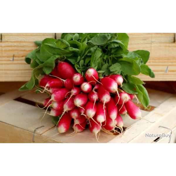 Lot de 500 Graines de Radis Dix-Huit Jours - Chair ferme, Savoureuse- Qualit� Gustative