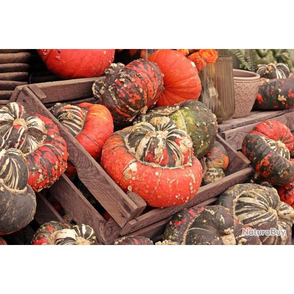 Lot de 25 Graines de Potiron-Giraumon Rouge - Vari�t� Fran�aises - Croissance Rapide - Se Conserve