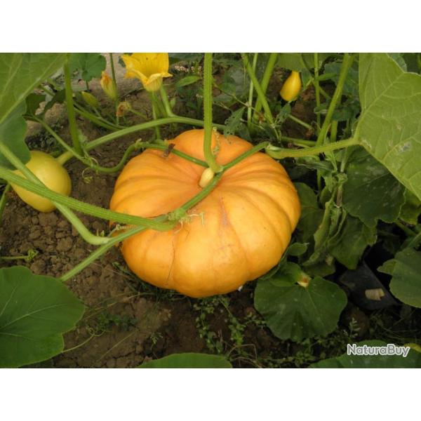 Lot de 25 Graines de Potiron-Giraumon Jaune Gros De Paris - Vari�t� Fran�aises & Vigoureuse