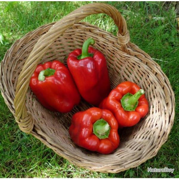 Lot de 50 Graines de Poivron California Wonder Brouillon - Vari�t� Productive - Chair Savoureuse